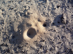 Myrmeleon formicarius