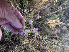 Heliotropium amplexicaule