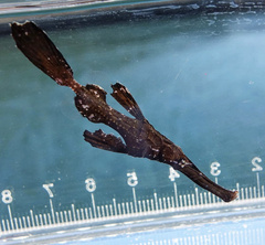 Solenostomus cyanopterus