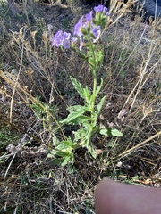 Heliotropium amplexicaule