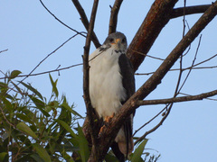 Buteo augur