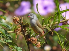 Coccopygia quartinia