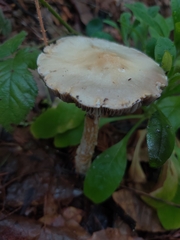Leratiomyces percevalii