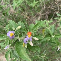 Solanum tettense