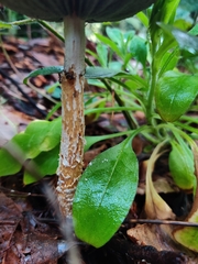 Leratiomyces percevalii