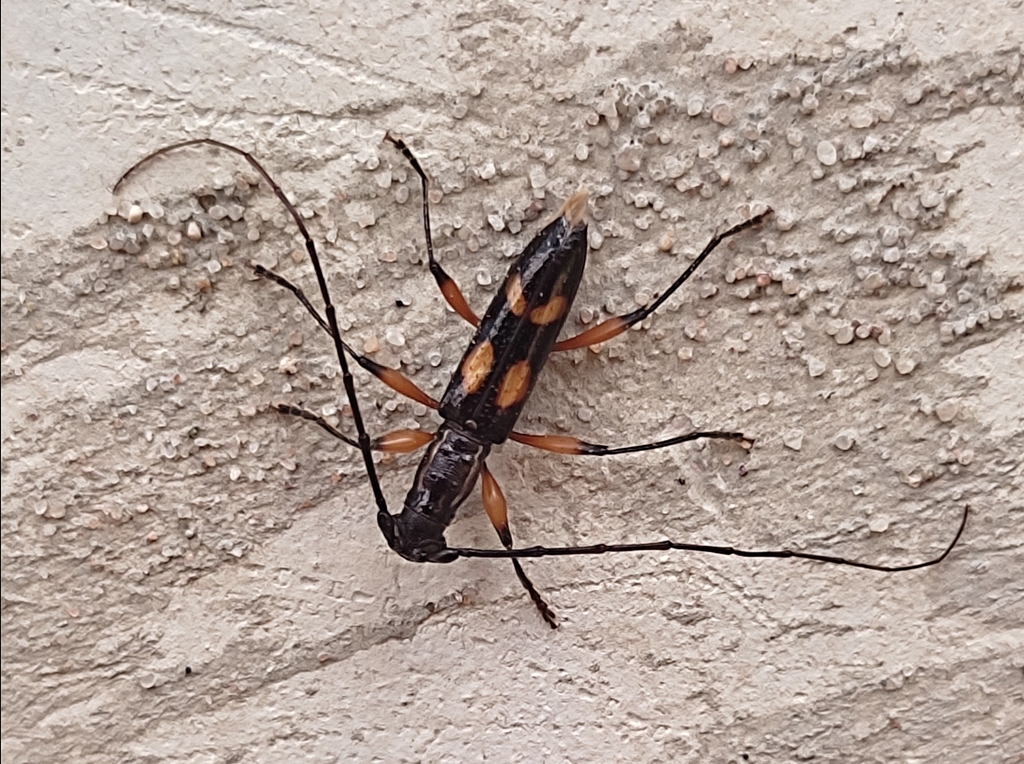 Thoracibidion flavopictum