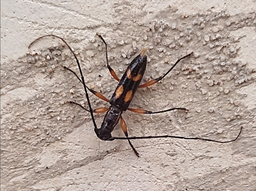 Thoracibidion flavopictum