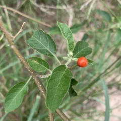 Solanum tettense