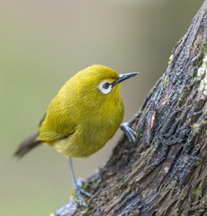 Zosterops eurycricotus