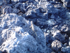 Microlophus albemarlensis