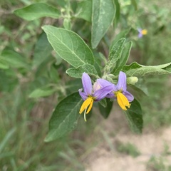 Solanum tettense