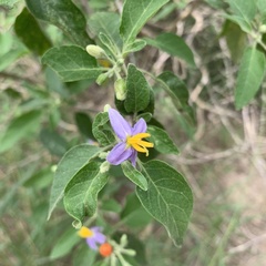 Solanum tettense