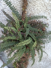 Asplenium trichomanes