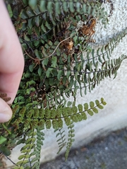 Asplenium trichomanes