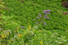 Campanula lactiflora
