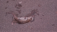Rattus norvegicus
