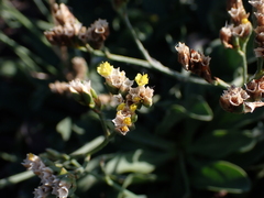 Limonium sinense