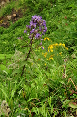 Campanula lactiflora