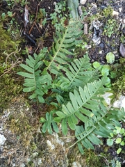Polypodium