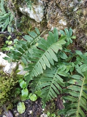 Polypodium