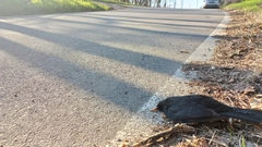 Turdus merula