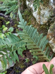 Polypodium