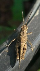 Trilophidia annulata