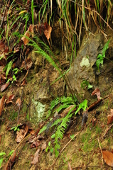 Struthiopteris spicant