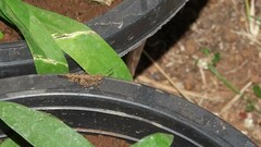 Trilophidia annulata