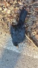Turdus merula