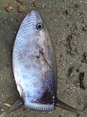 Ranzania laevis