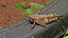 Trilophidia annulata