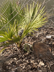 Washingtonia filifera