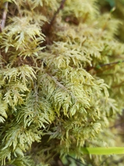 Hylocomium splendens