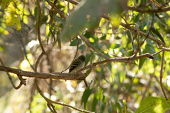 Empidonax hammondii