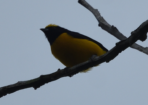Trinidad Euphonia (Euphonia trinitatis), photo 9