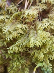 Hylocomium splendens