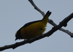Euphonia trinitatis