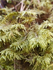 Hylocomium splendens