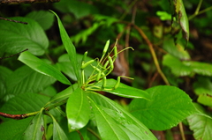 Rhododendron ponticum