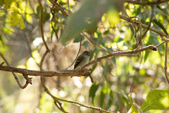 Empidonax hammondii