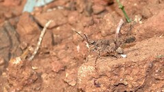 Trilophidia annulata