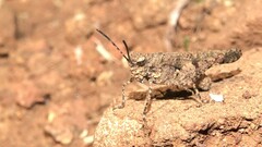 Trilophidia annulata