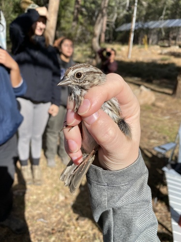 iNaturalist observation photo of Song Sparrow