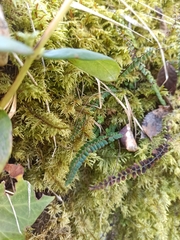 Asplenium trichomanes