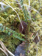 Asplenium trichomanes