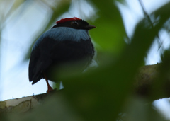 Chiroxiphia lanceolata