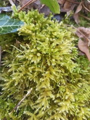 Eurhynchium
