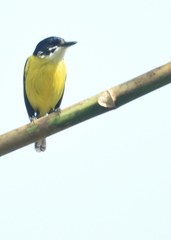 Todirostrum nigriceps