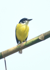 Todirostrum nigriceps